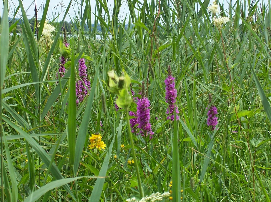 斯塔夫湖-Seehausen am Staffelsee必去景点