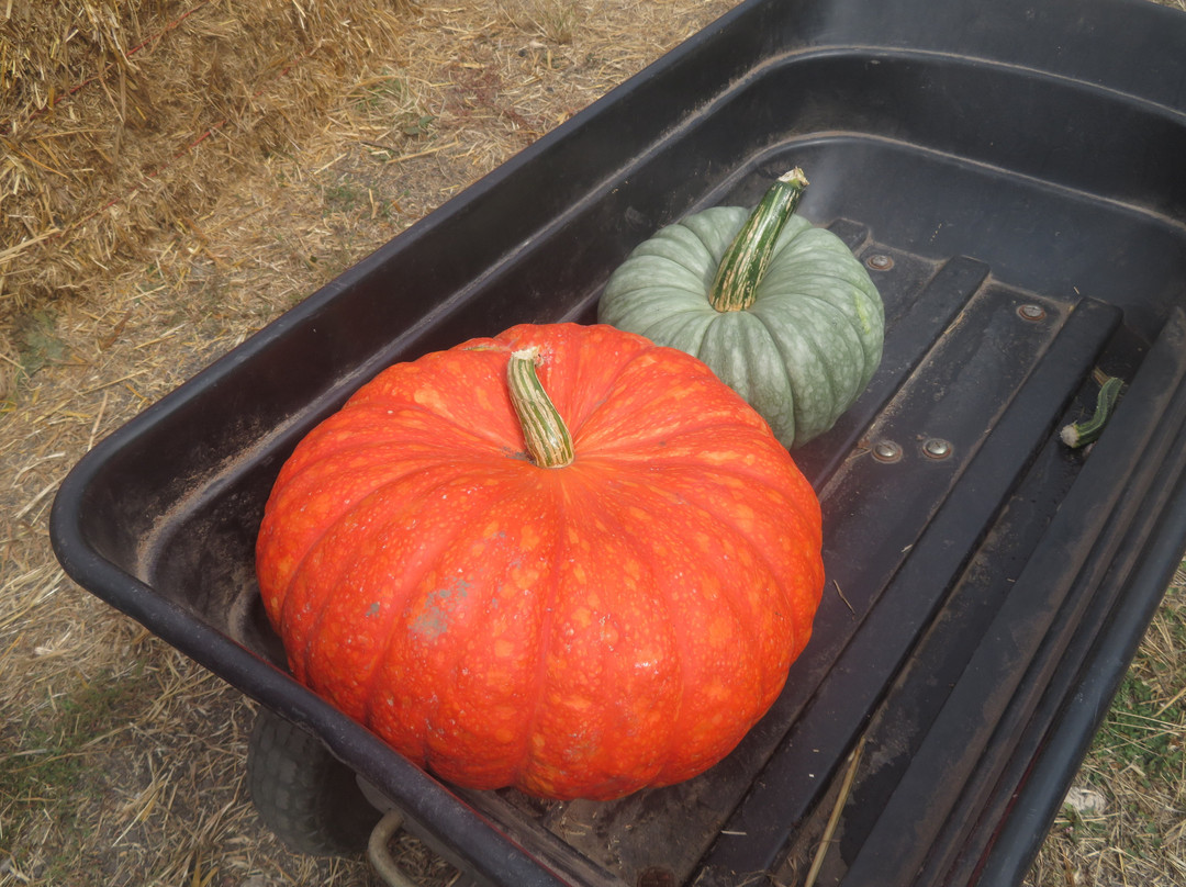 Arata Pumkin Farm-半月湾必去景点