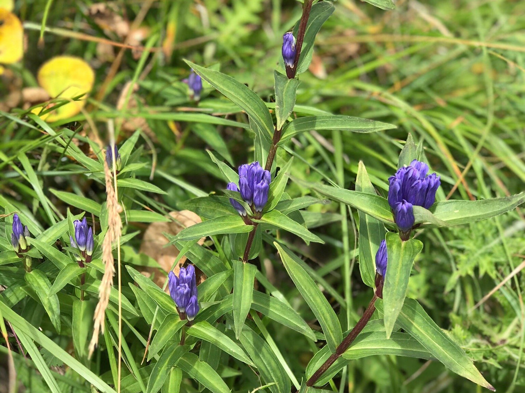 Happoone-白马村必去景点