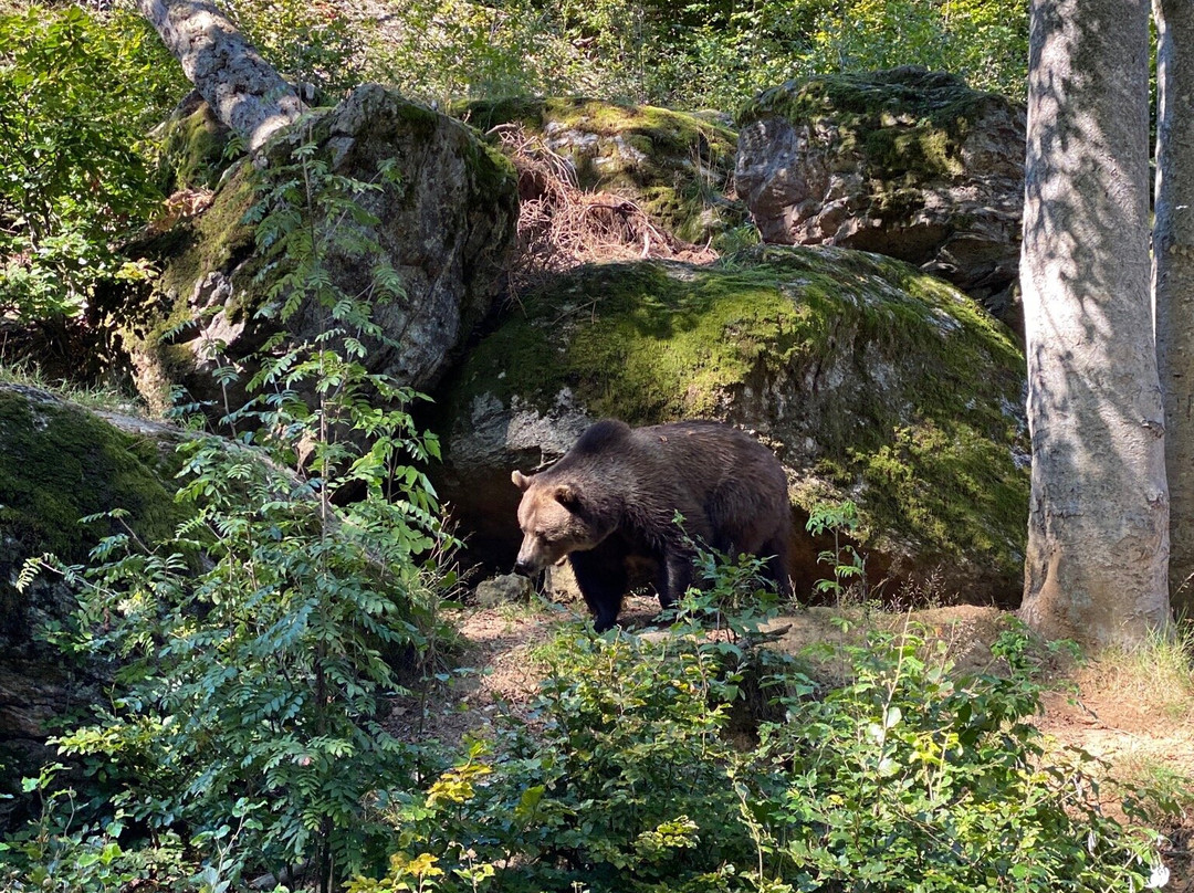 Tierfreigelaende im Nationalparkzentrum Lusen-Neuschonau必去景点