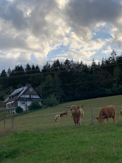 Pfaus Heidburg主图