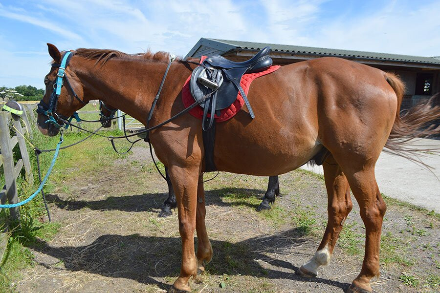 Maria's Horse Trekking景点图片