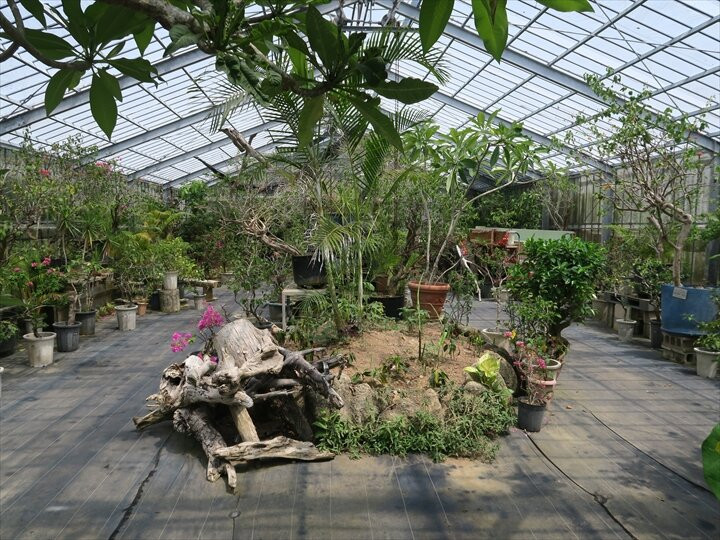 Subtropical Plant Paradise Yubujima Island景点图片