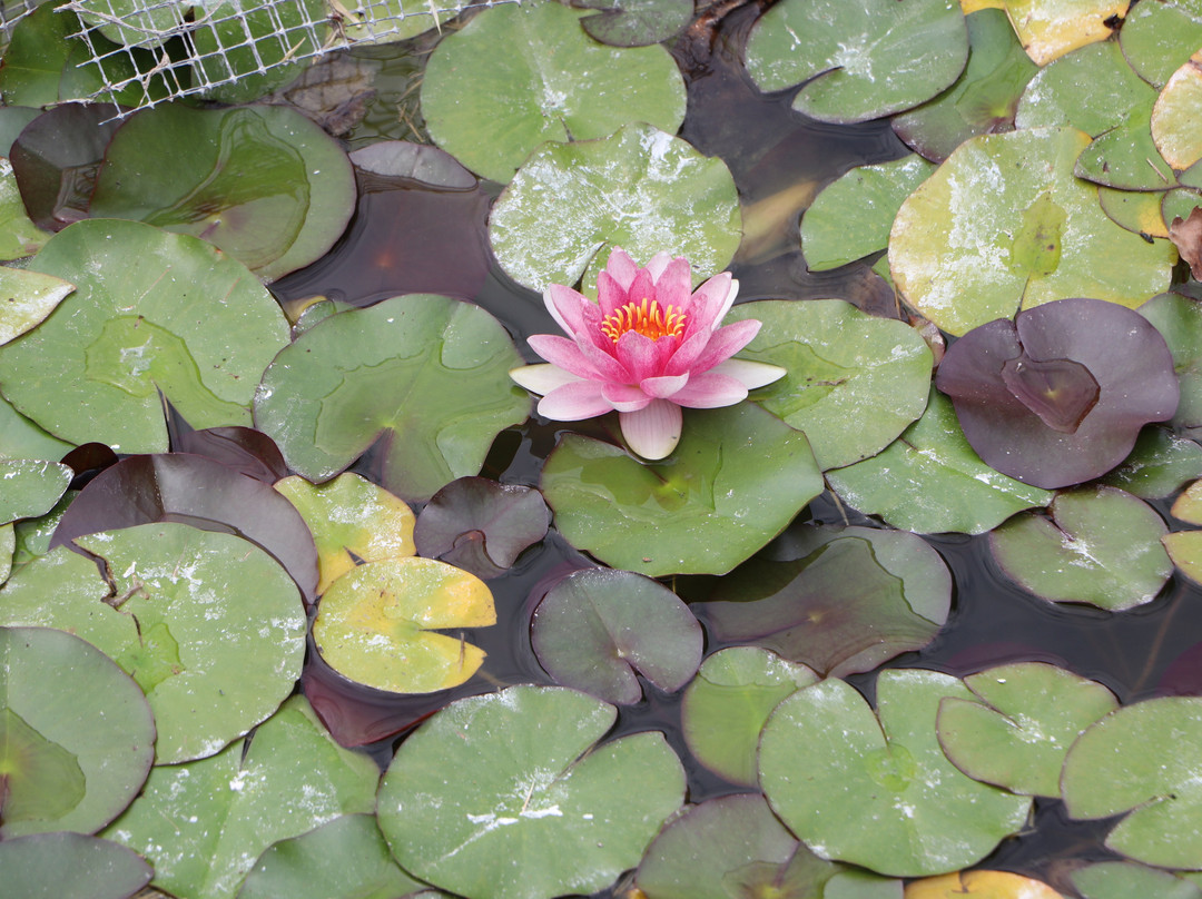 Jardin des plantes des Capellans-Saint-Cyprien必去景点