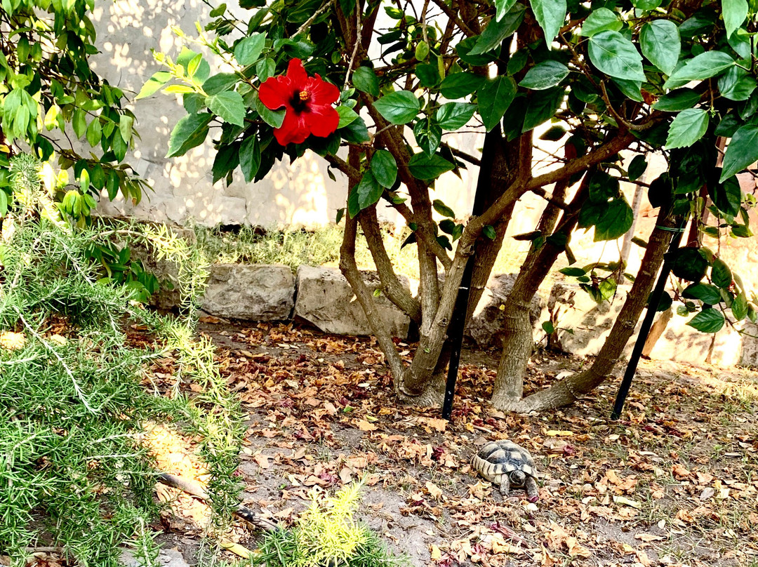 Hotel Villa Pimpina主图