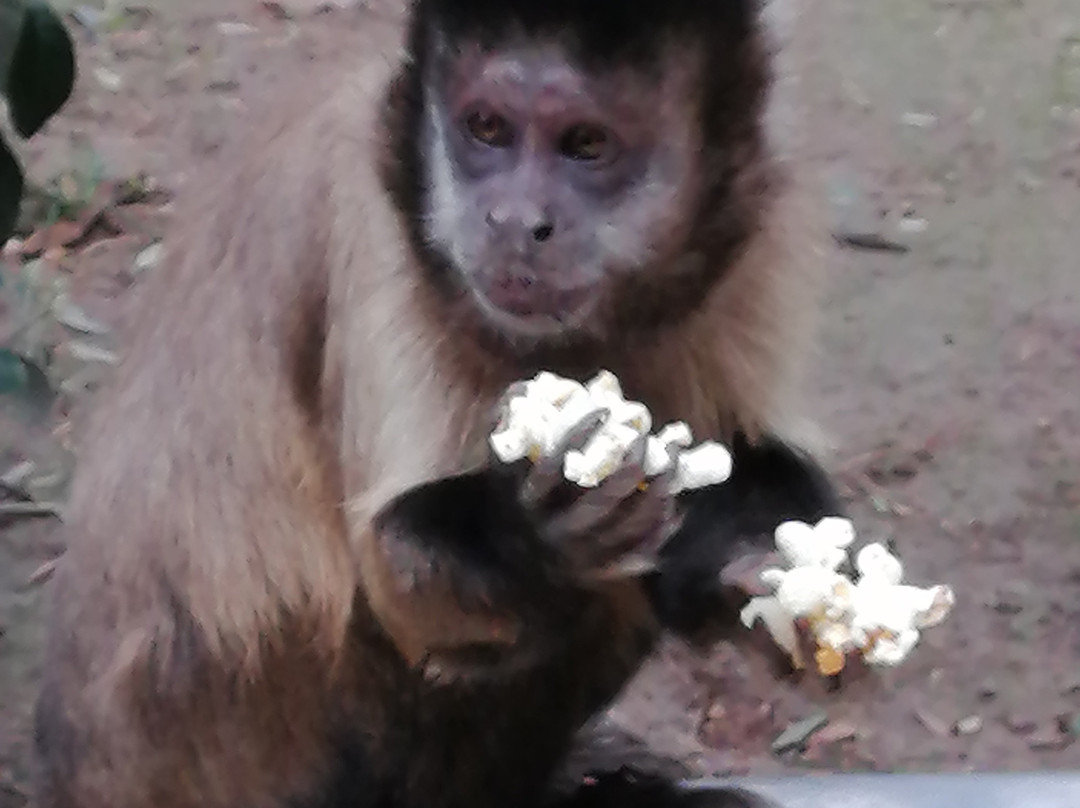 Monkey Town Primate Centre-西索美塞必去景点
