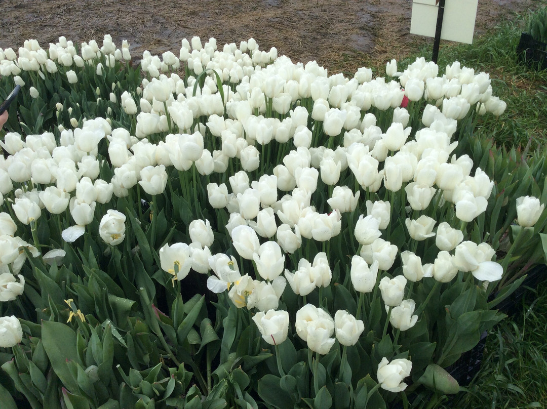 Harrison Tulip Festival景点图片