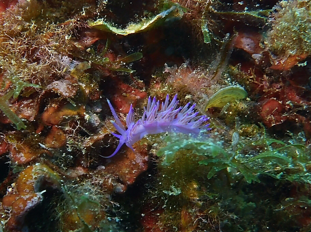Tremiti Diving Center景点图片