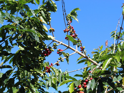 Kona Premium Coffee Company-哈陆亚洛亚必去景点