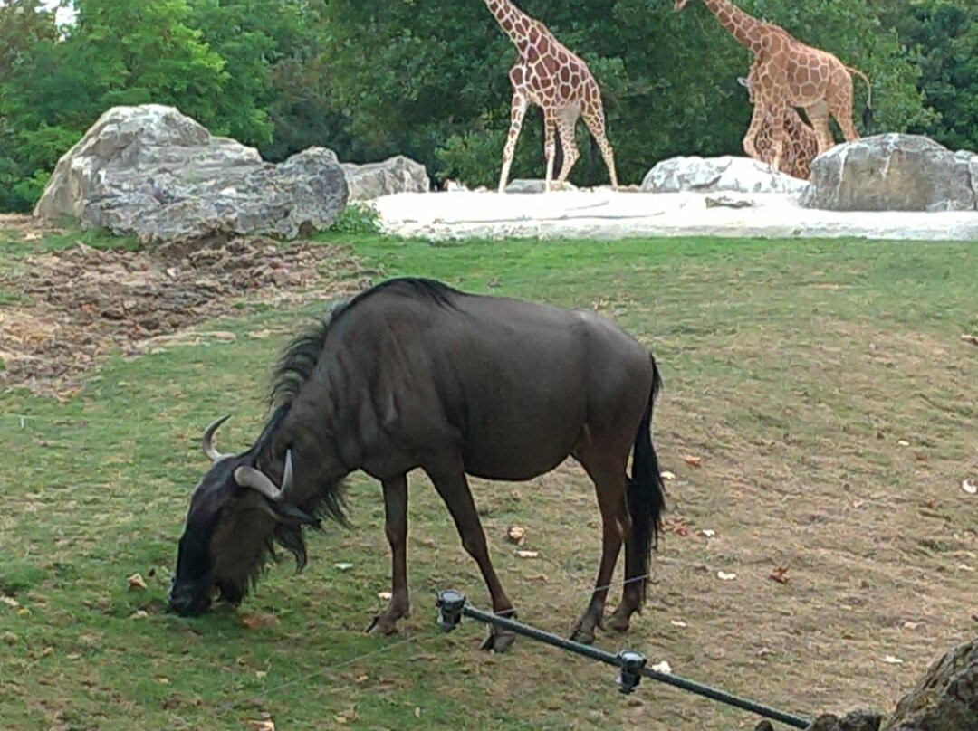 ZooParc de Beauval-圣艾尼昂必去景点