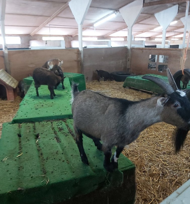 Thorpe Farm Holiday Park