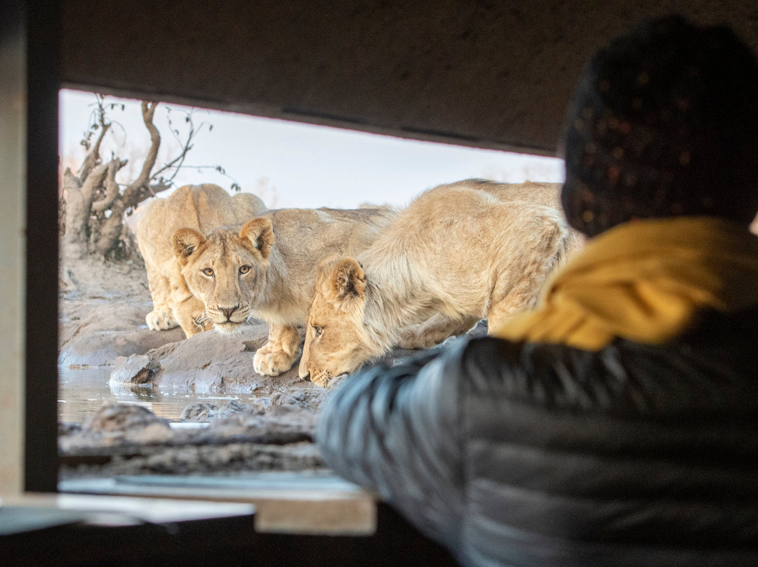 Mashatu Euphorbia Villas主图