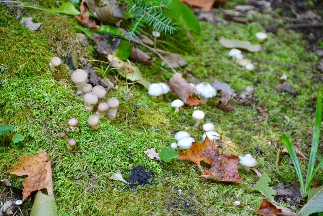 Peter's Wood Provincial Nature Reserve Trail景点图片