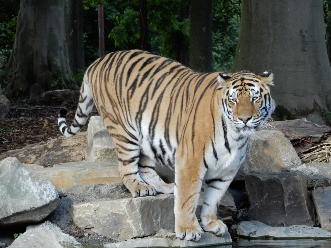 Pairi Daiza Resort主图