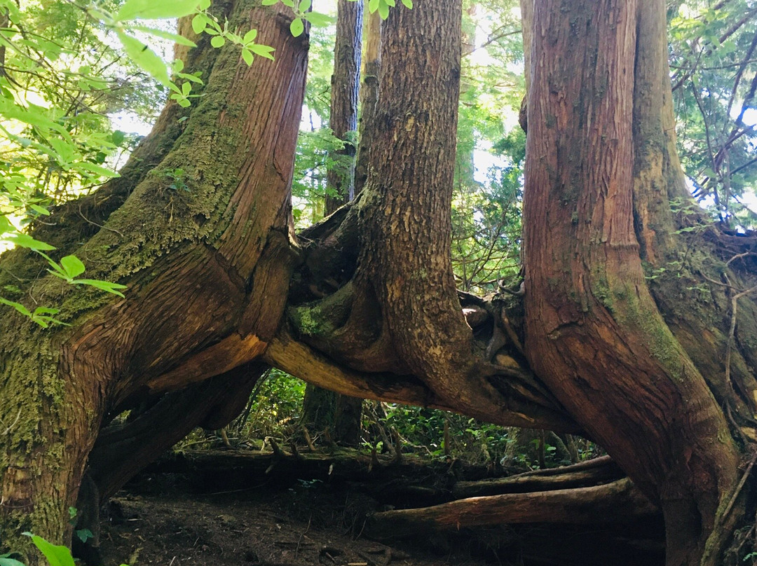 Cape Scott Provincial Park景点图片