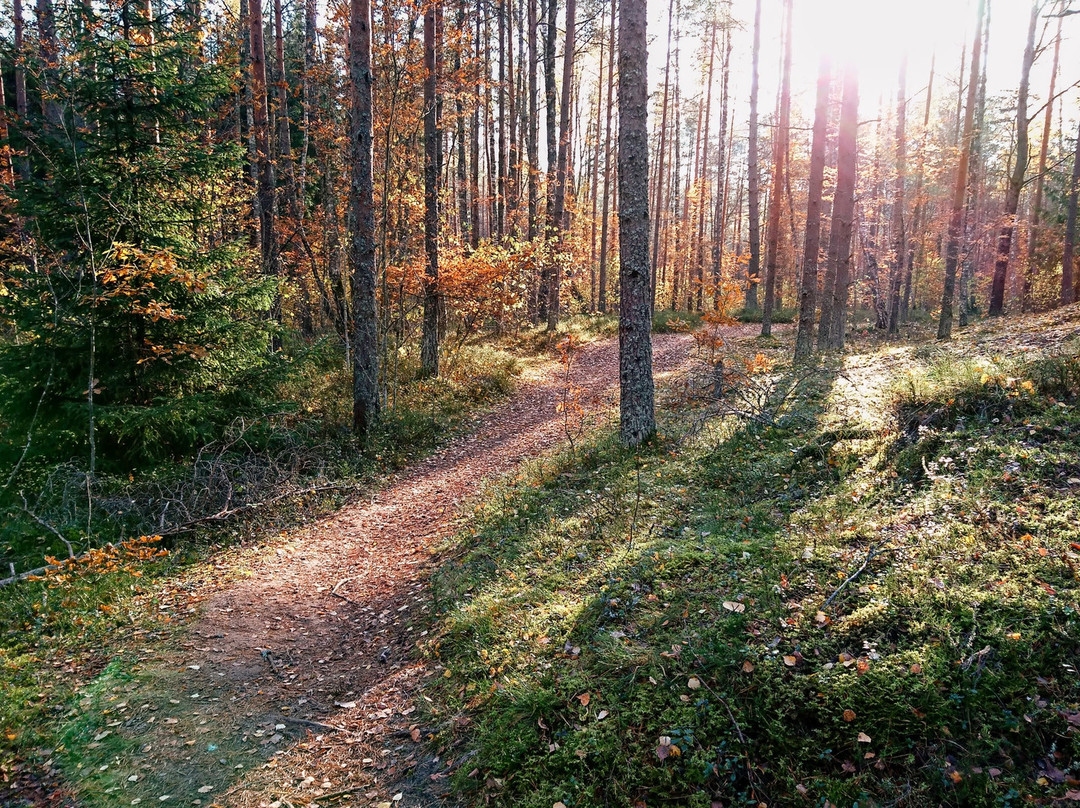 Harku Forest Nature Trail-塔林必去景点