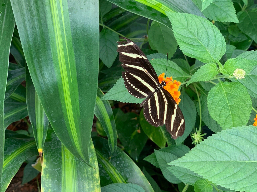 Dahlonega Butterfly Farm景点图片