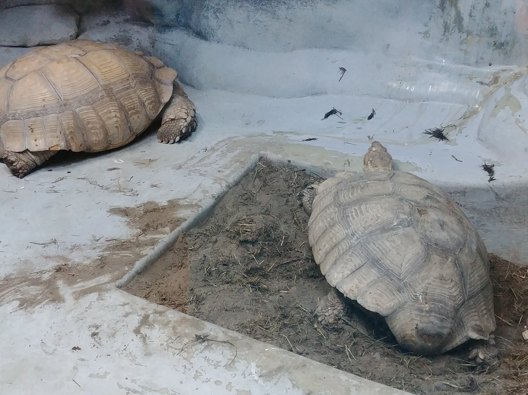 Tropicheskaya Amazonka Oceanarium and Exoterrarium景点图片