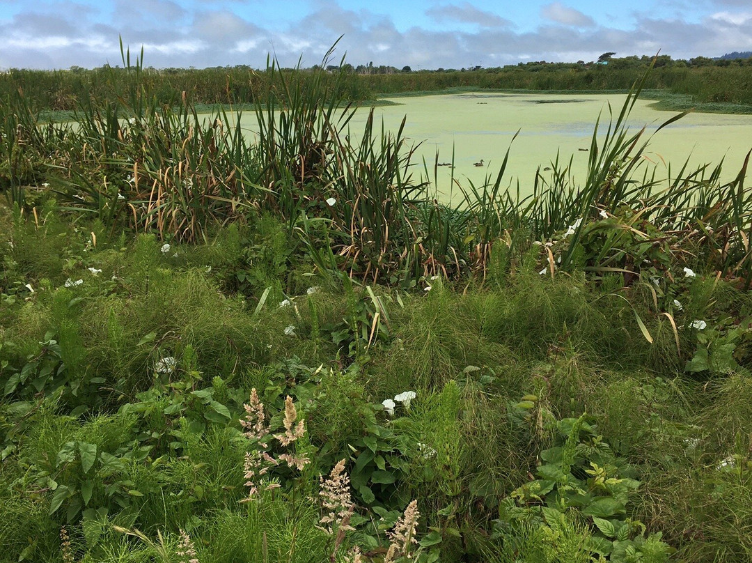 Arcata Marsh and Wildlife Sanctuary景点图片