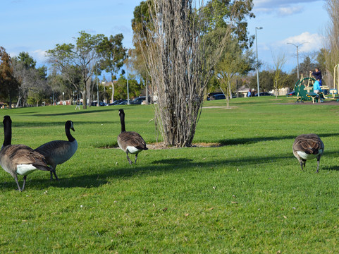 Don Knabe Community Regional Park