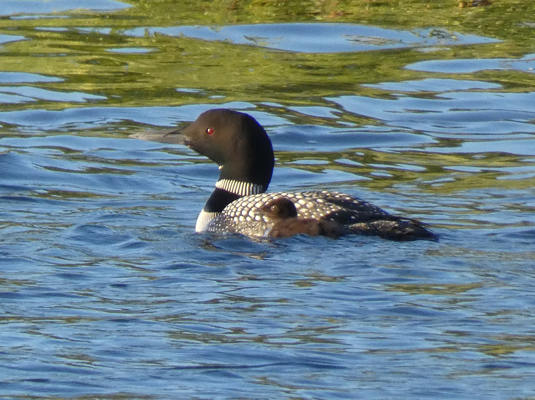 Lakeside Motel & Cottages主图