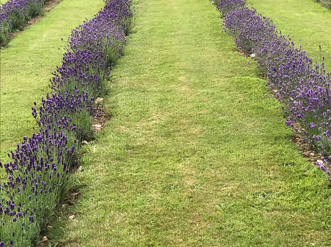 Cornish Lavender景点图片