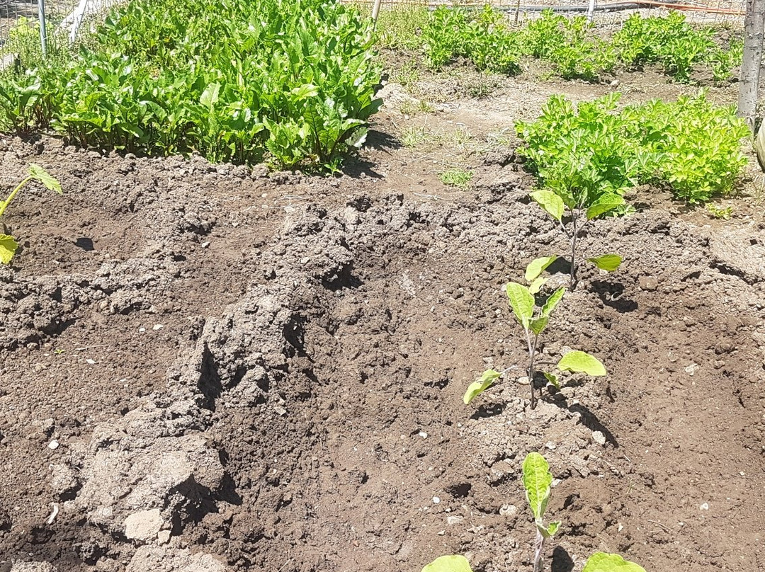 Elizabeth's House主图