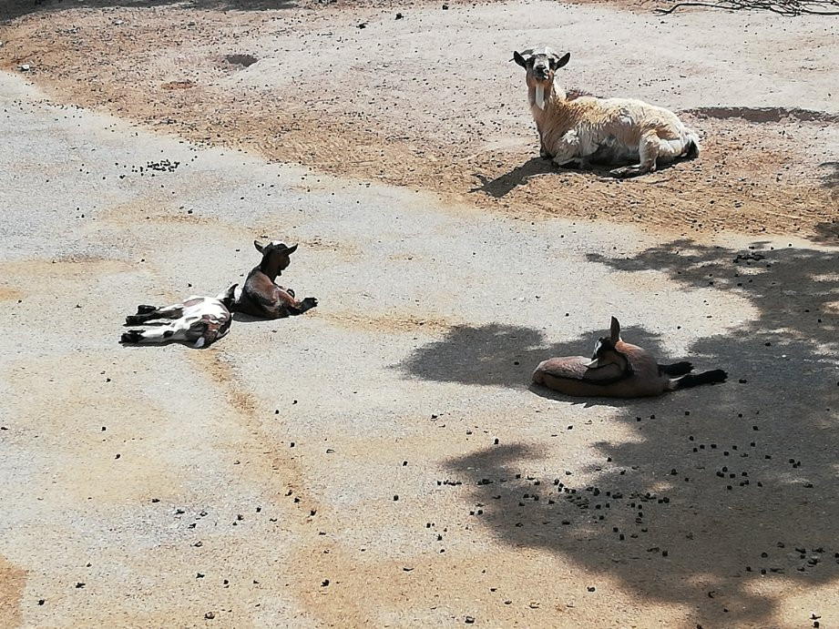 Derr Zoo-Park Arche Noah in Gromitz/Ostsee景点图片