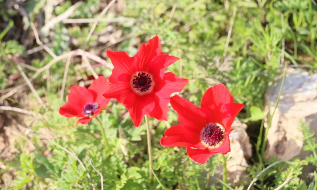 Pura Nature Reserve-贝尔谢巴必去景点