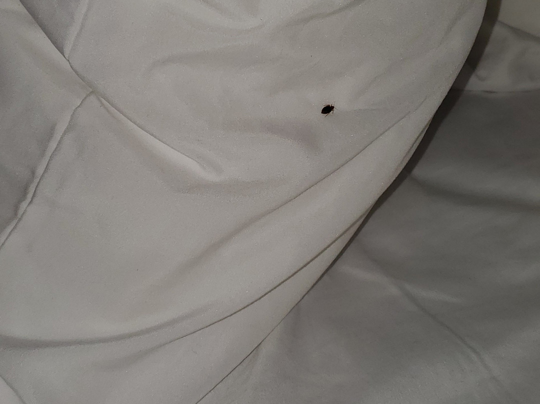 Comfort Inn St Louis - Westport主图