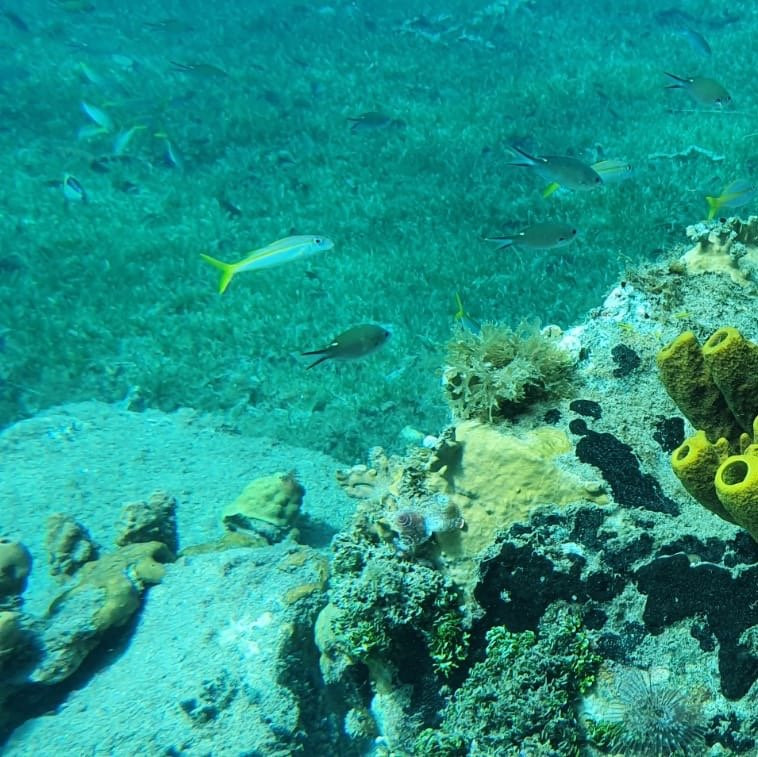 Nautica Plongee Caraibes-Pointe-Noire必去景点