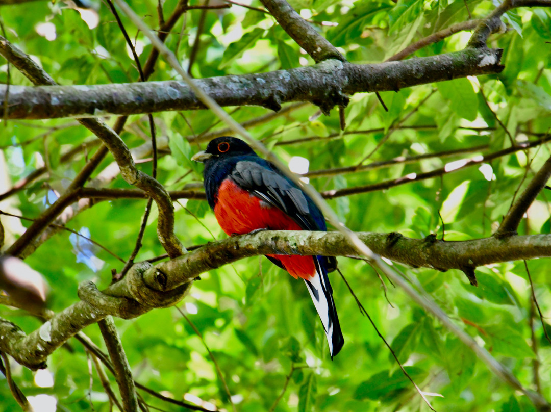 Toucan Birding Guides景点图片