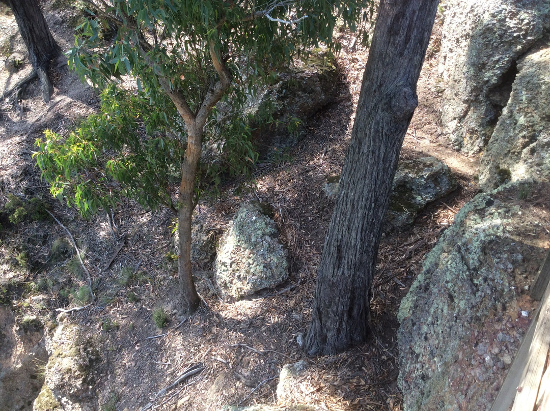 Peterson's Lookout景点图片