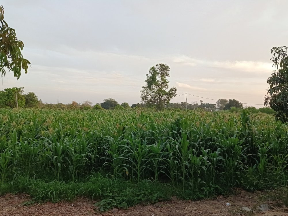 A Home For Nature Lovers主图