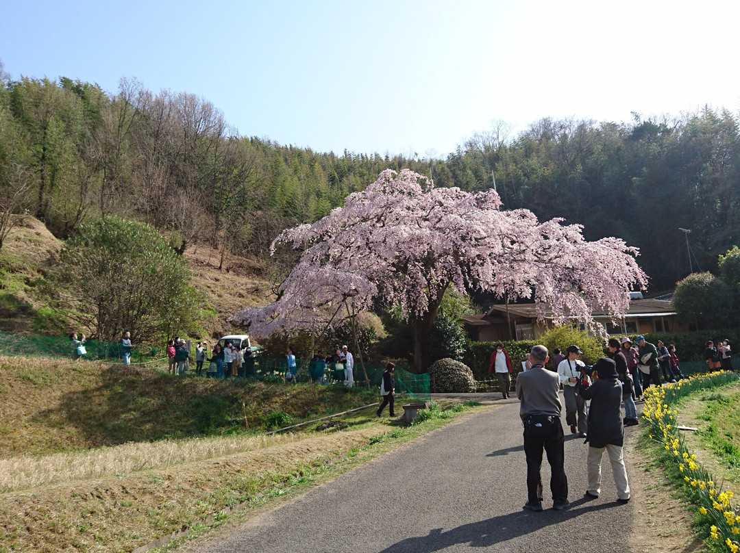 Shidarezakura of Horike景点图片