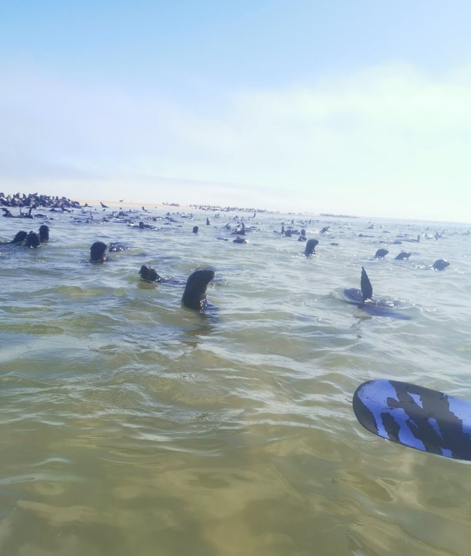 Eco Marine Kayak Tours-华维斯湾必去景点