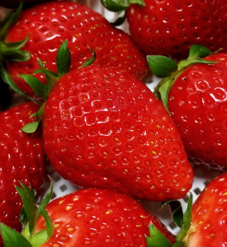 Iida Strawberry Farm-东庄町必去景点