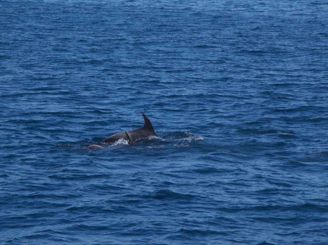 Gulf Eco Adventures-奥克兰中心地区必去景点