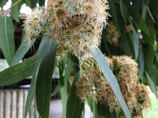 Thomson Picnic Area-Mount Baw Baw必去景点