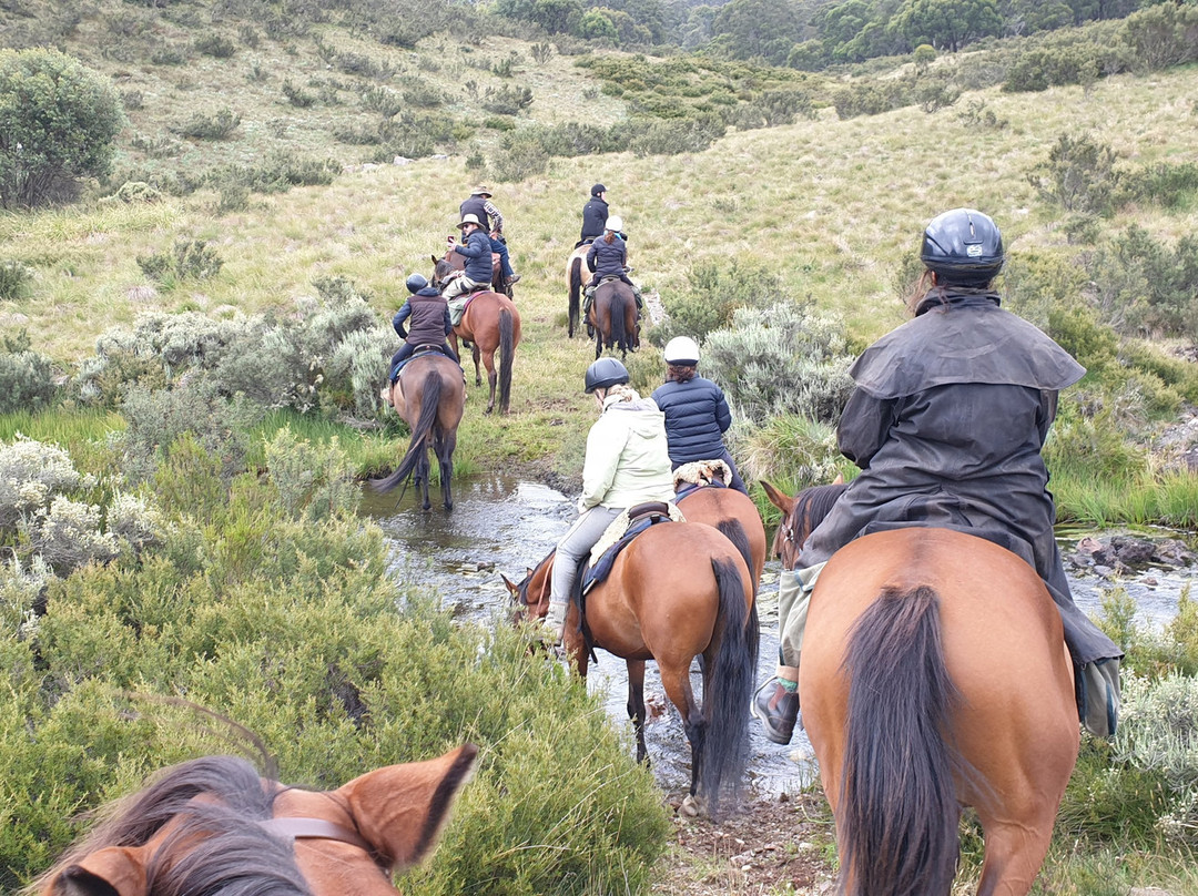 Snowy Range Horseback Tours-Heyfield必去景点
