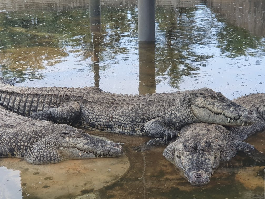 Teluk Sengat Crocodile Farm-哥打丁宜必去景点
