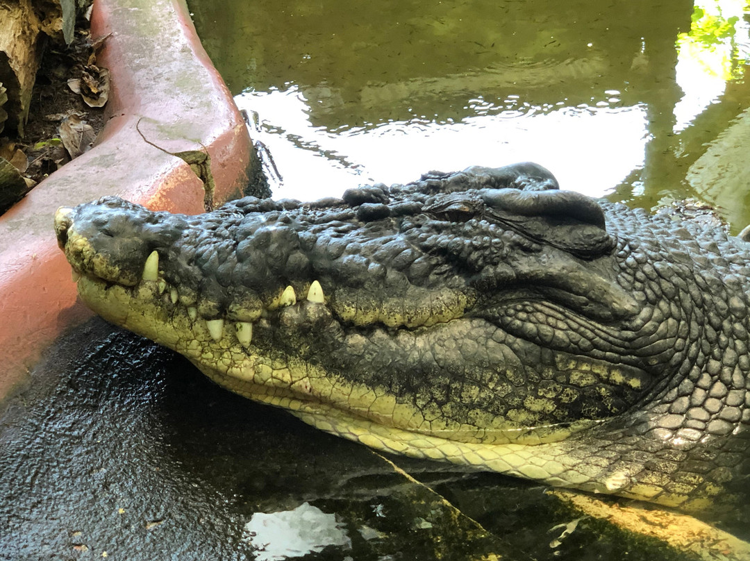 Marineland Melanesia Crocodile Habitat景点图片