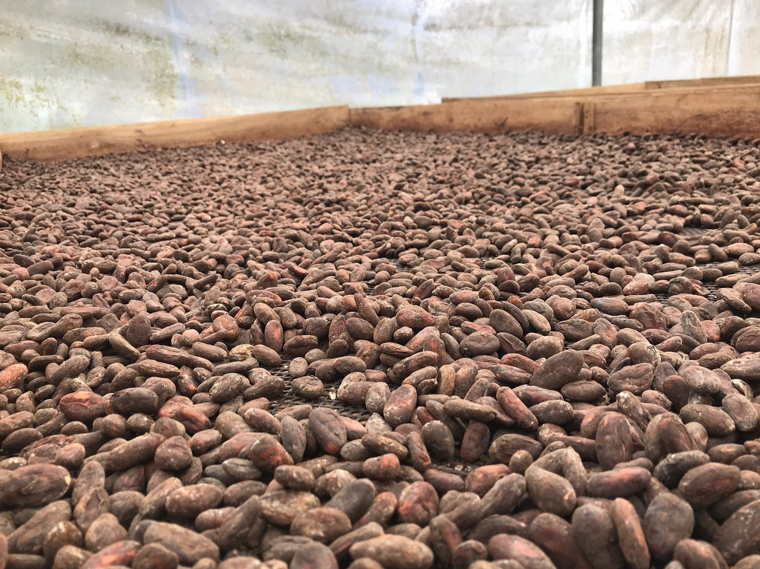 Finca Amistad Cacao Lodge主图