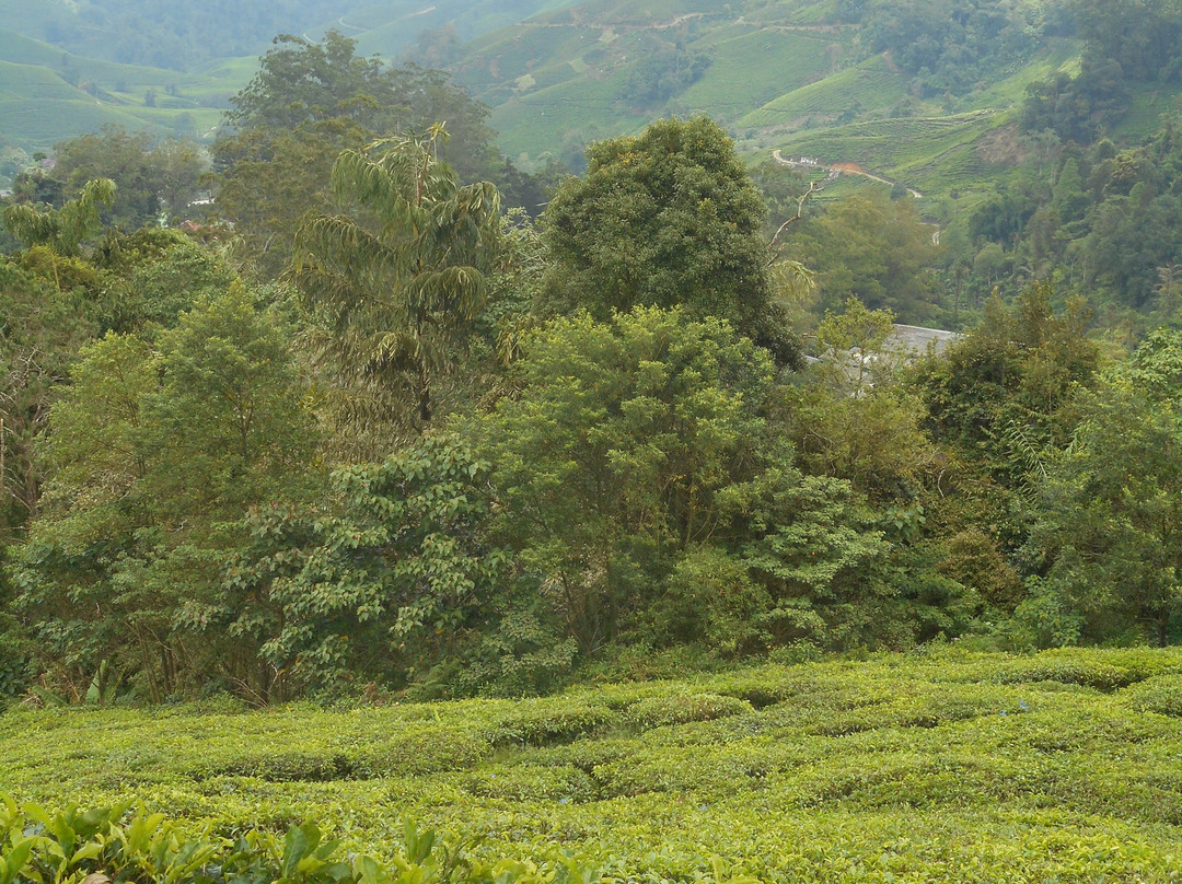 Boh Tea Estate-冷力必去景点