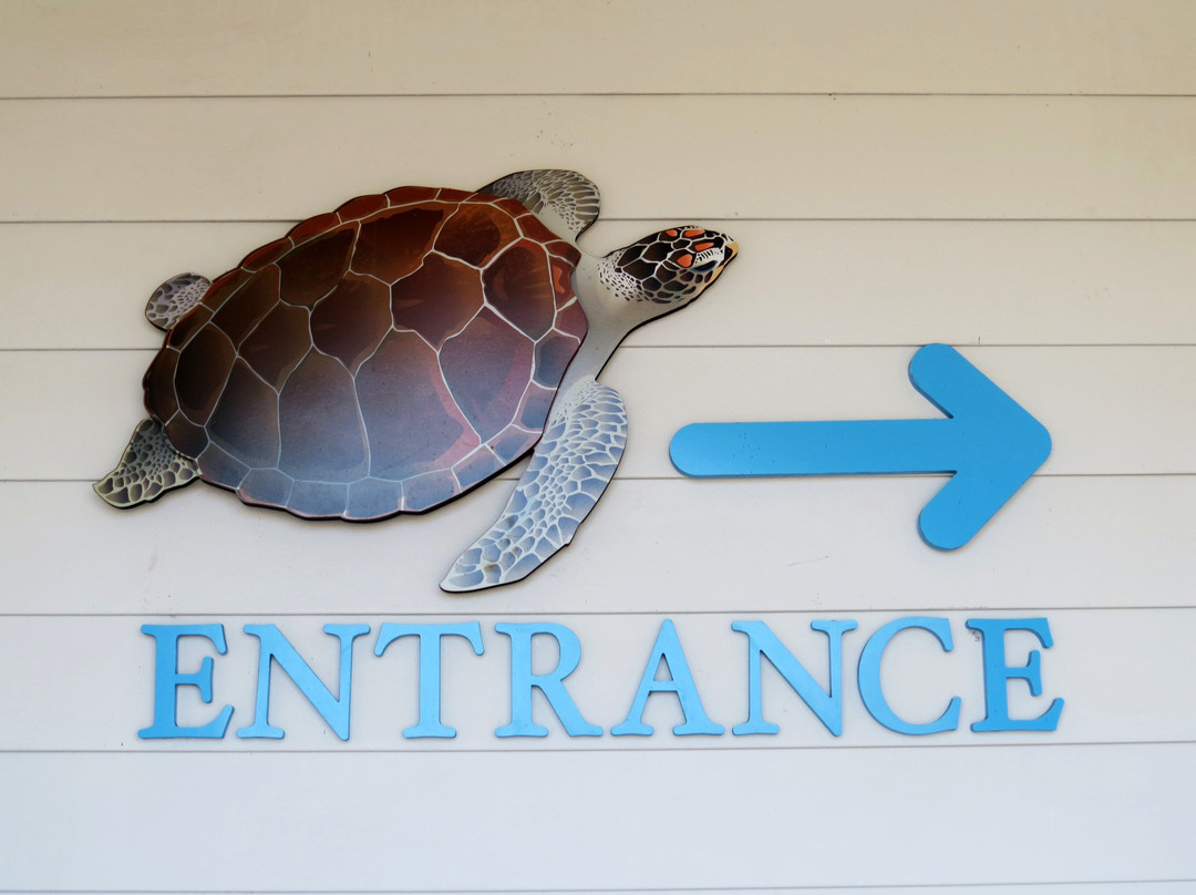 Sea Turtle Recovery景点图片