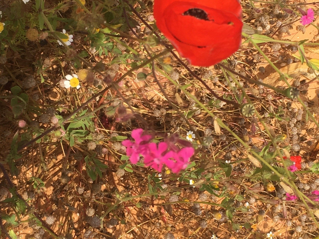 Kfar Saba Park-Kefar Sava必去景点