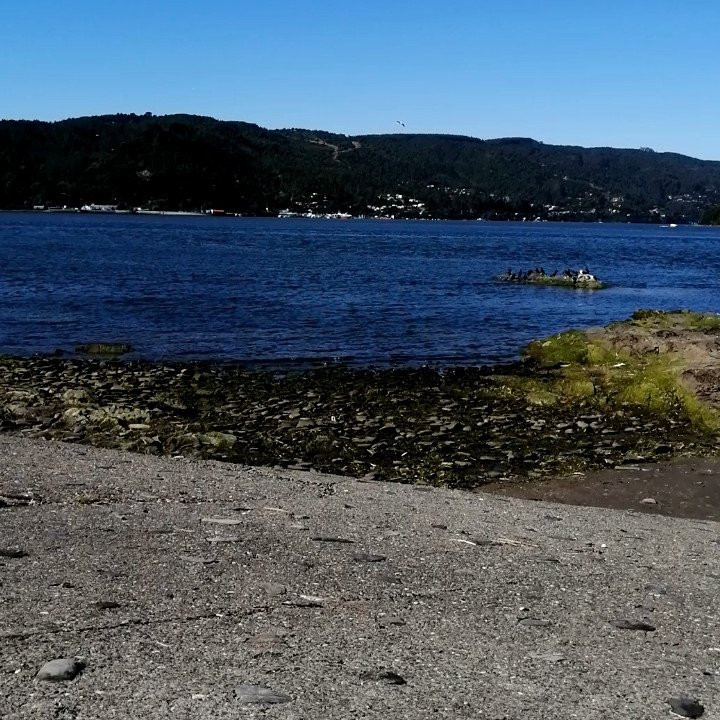 Isla Mancera-瓦尔迪维亚必去景点