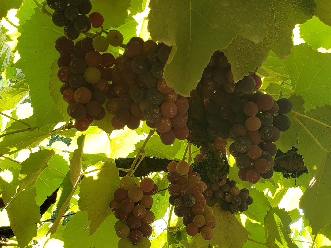 Cristofoli Vinhos de Familia景点图片