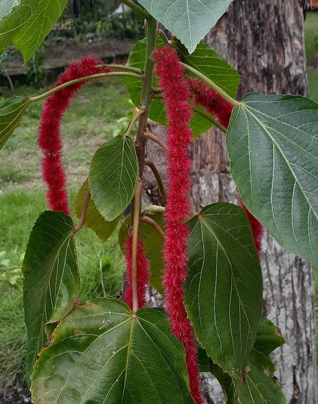 拉埃斯特雷海滩度假村主图