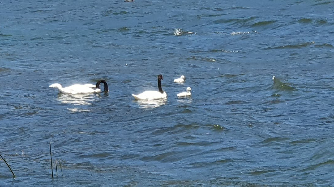 Lago Vichuquen-Vichuquen必去景点